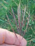 Bothriochloa ischaemum